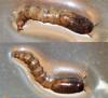 Dasyhelea sp.